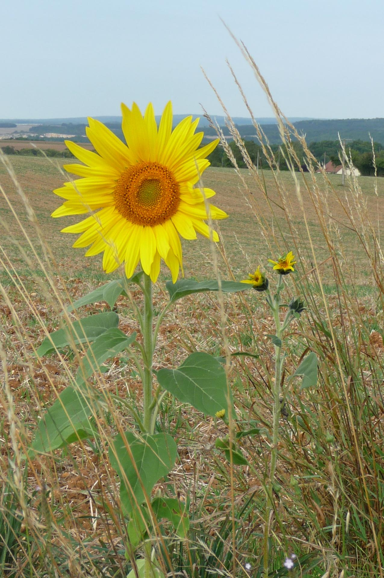 2009